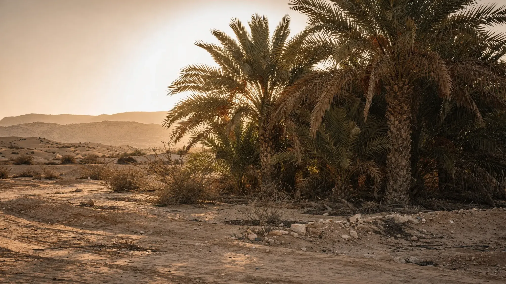 A wide, cinematic view of an inland Costa Blanca landscape near Crevillente at golden hour: desert-toned hills in the distance, a hidden palm grove in the foreground, and warm light filtering through fronds with long shadows on sandy ground.