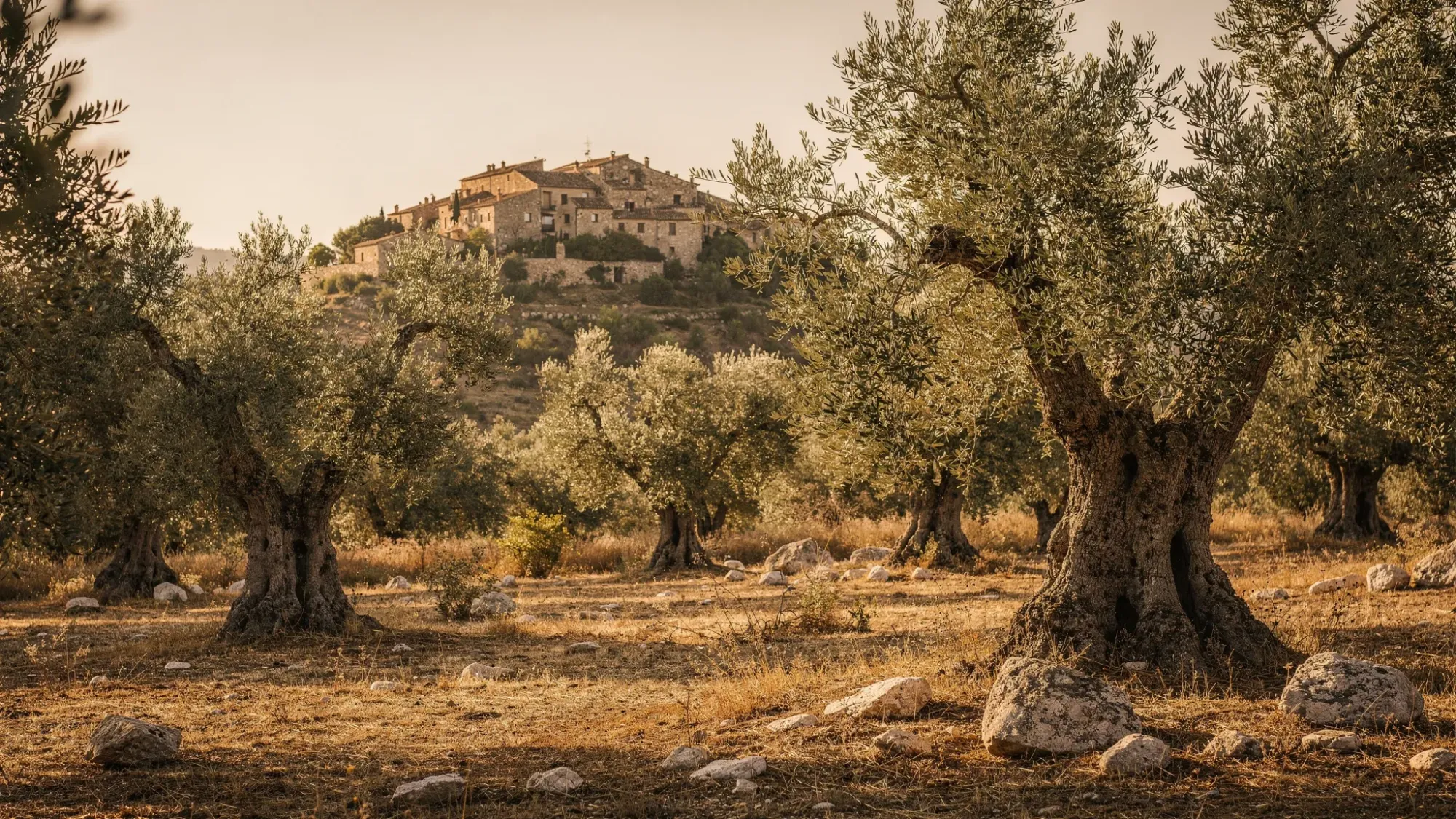 A sunlit olive grove in rural Spain during early morning, with long soft shadows across dry grass and scattered stones. In the distance, a small stone village sits on a hillside under a pale golden sky, creating a calm, intimate Mediterranean atmosphere.
