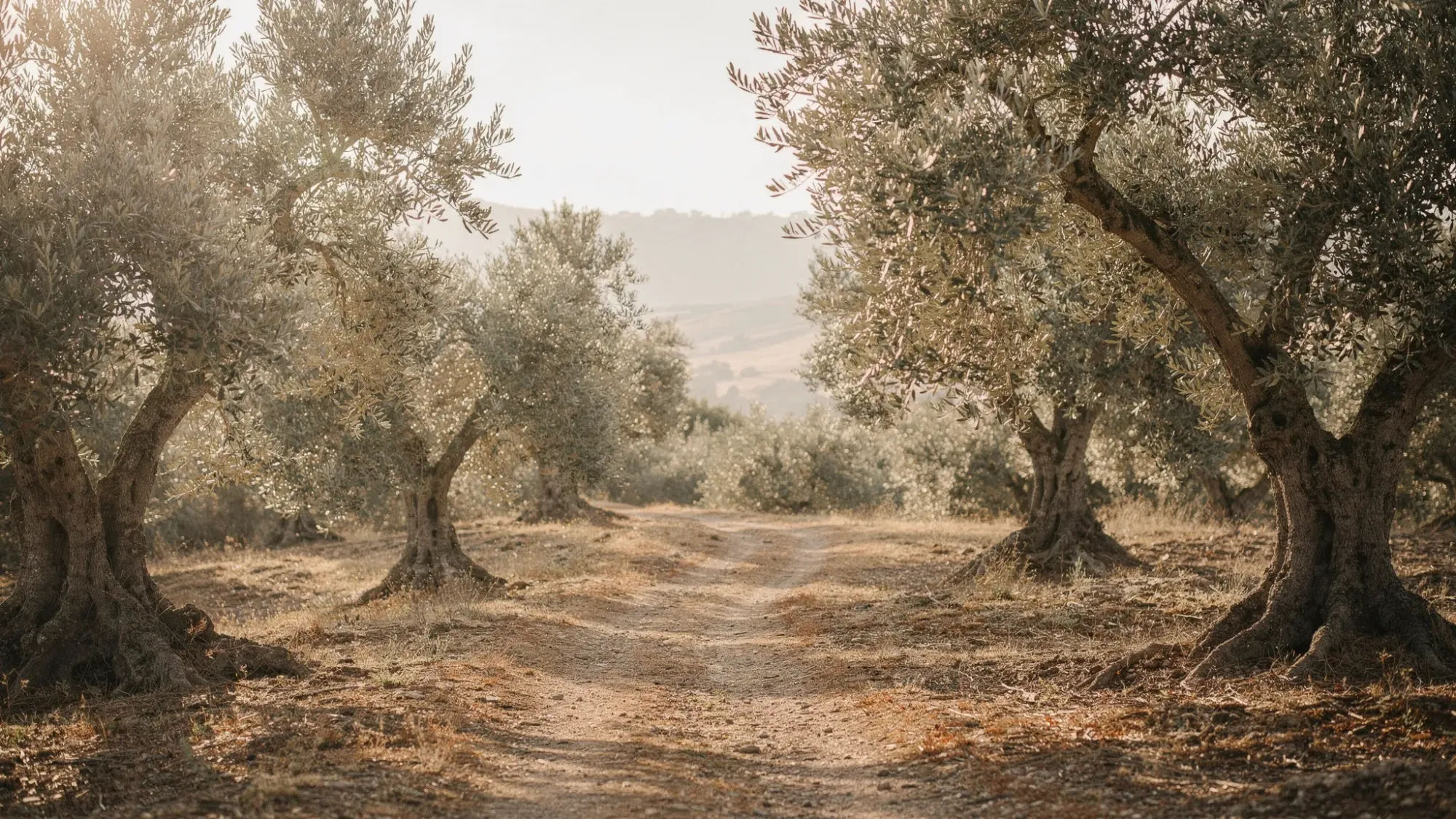 A secluded olive grove in early morning with silvery leaves catching the first light, a narrow dirt path between the trees, and distant hills fading into soft haze.