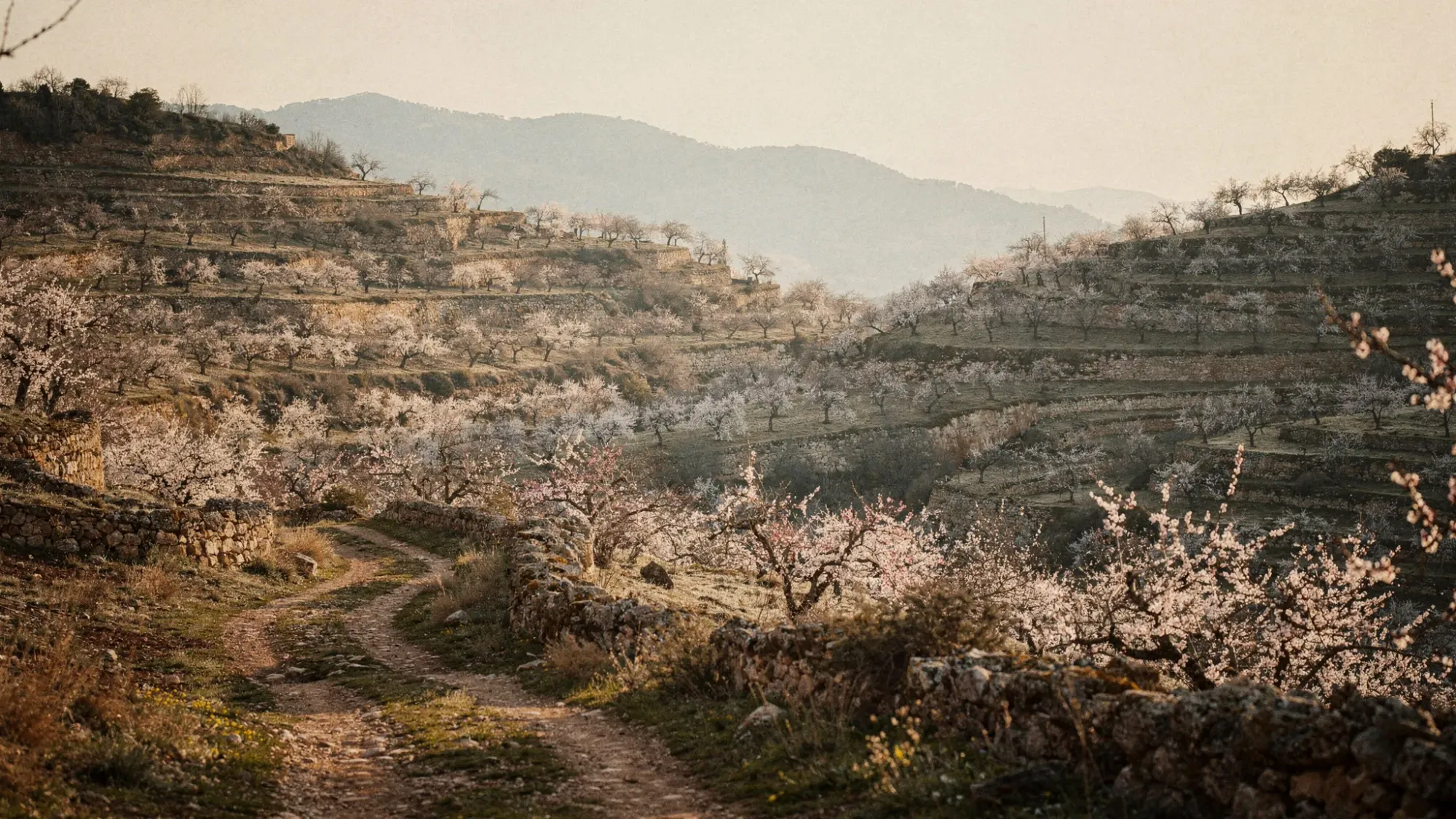 A quiet almond blossom valley in late winter near Benirrama, Spain, with terraced hillsides and pale pink-white blooms stretching into the distance under soft morning light. A narrow path winds between stone walls and orchards, with layered mountains in the background.