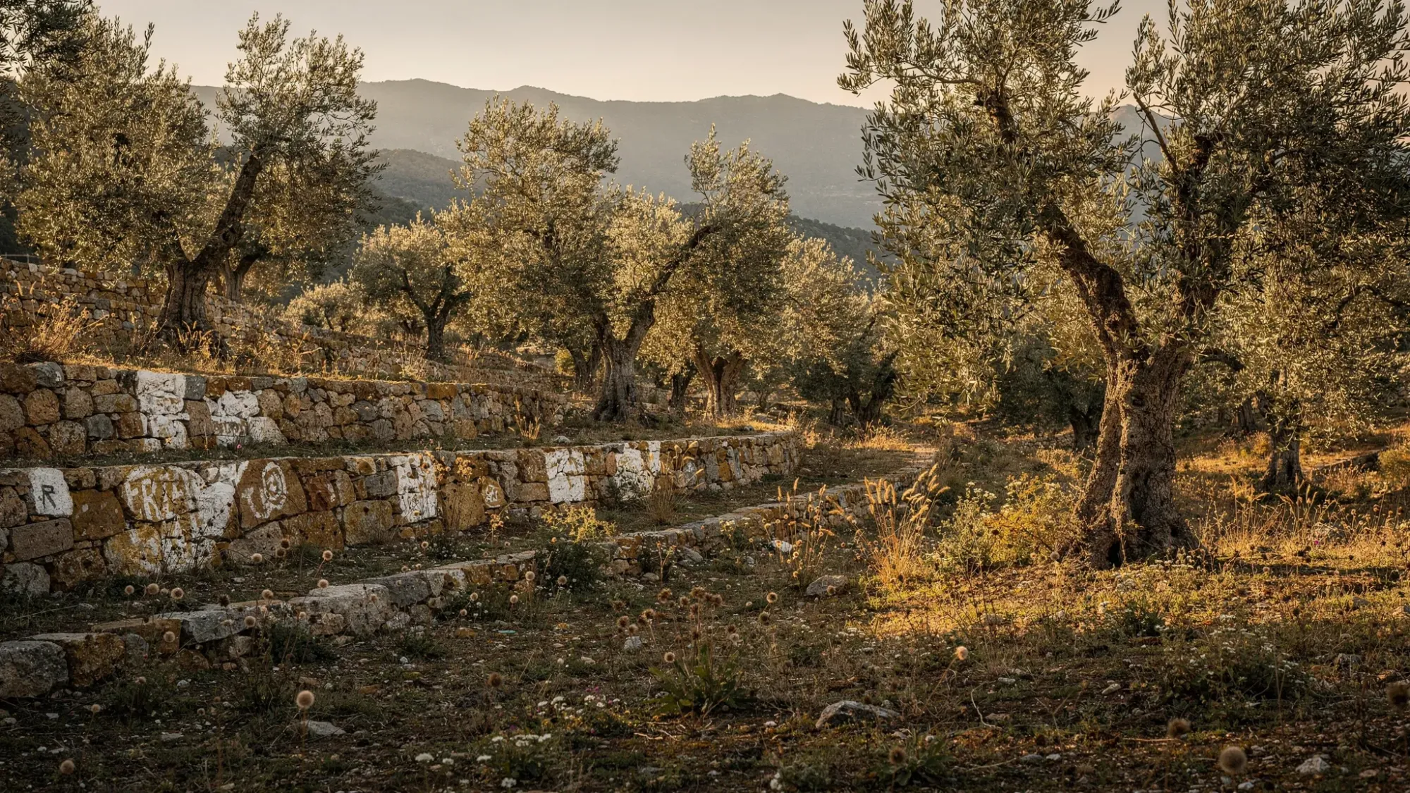 A quiet olive grove in a Mediterranean mountain valley at golden hour, with terraced stone walls, scattered wild herbs, and distant hazy ridgelines under soft warm light.