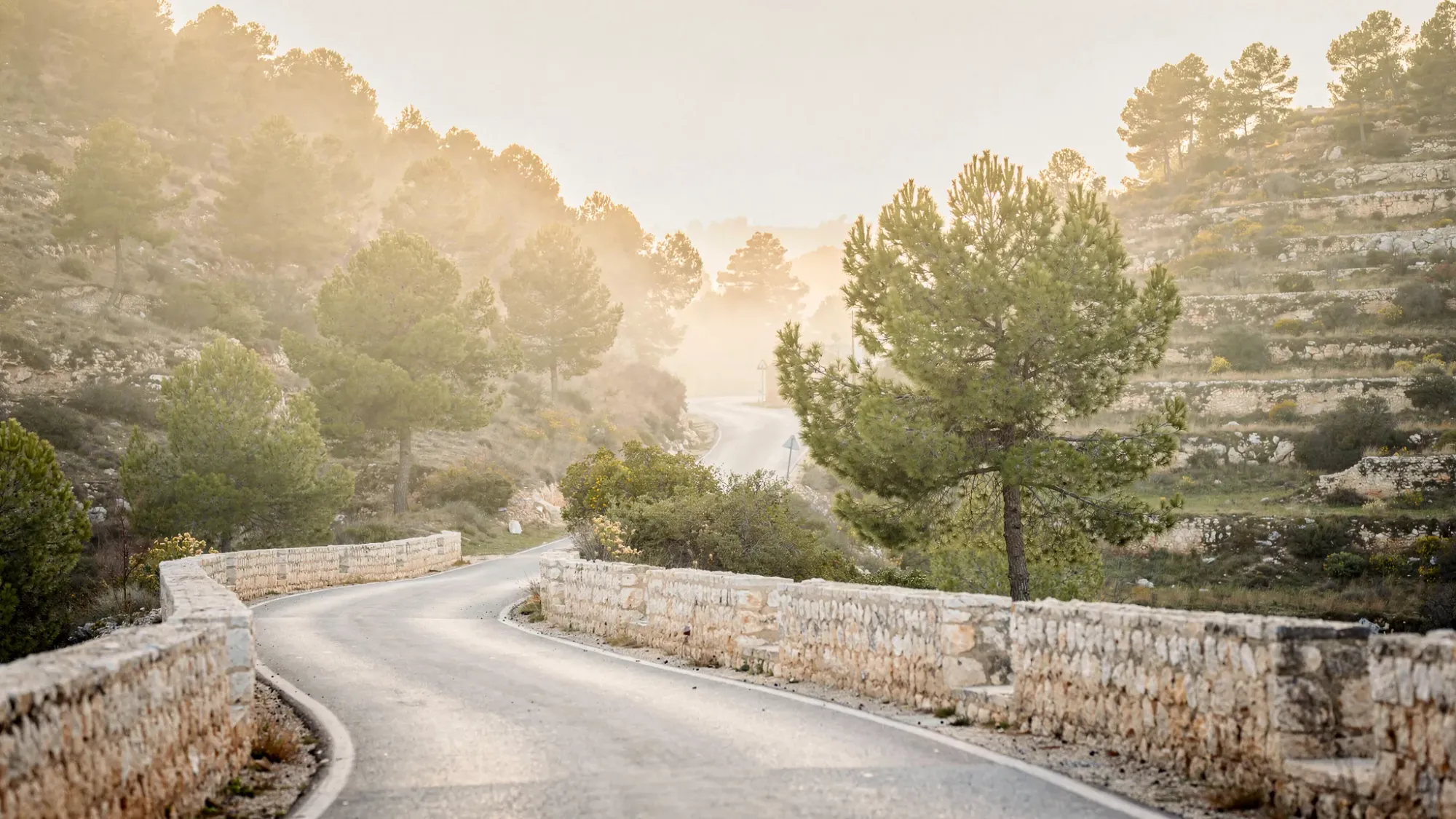 A quiet mountain road near Alcoleja in inland Alicante, with pine trees, terraced hillsides, pale stone walls, and soft morning mist catching the first warm light.