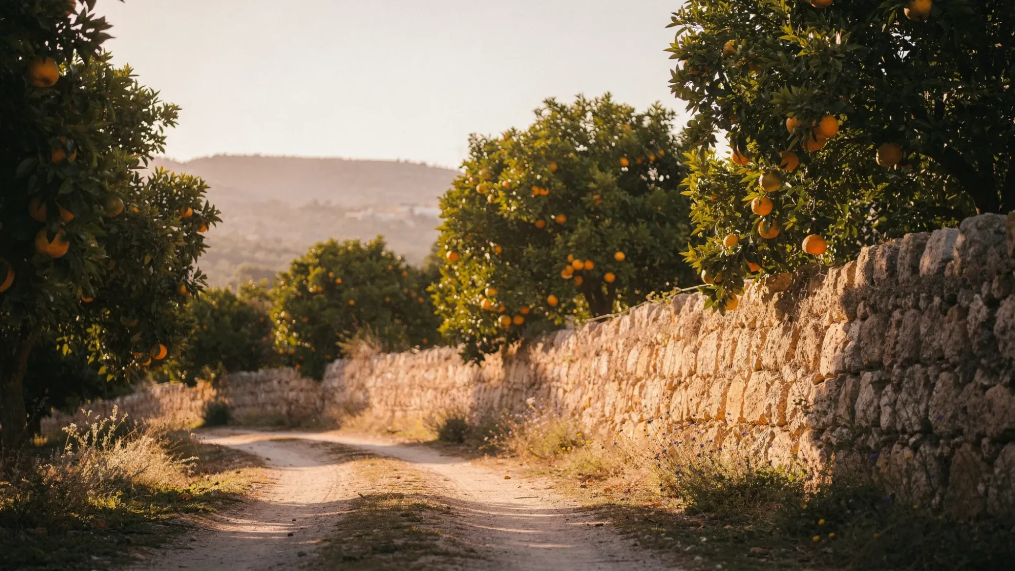A quiet dirt path running between lush citrus groves in inland Alicante near Mutxamel at sunrise, with golden light filtering through leaves, a low stone wall, and distant hills under a pale sky.