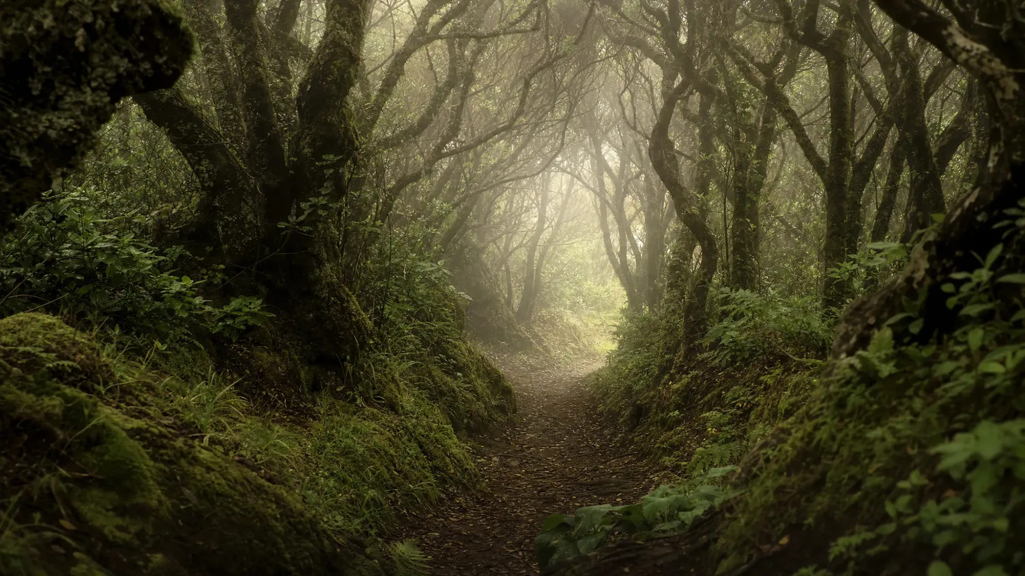 A misty laurel forest path in Anaga, Tenerife, with deep green leaves, old twisting trees, soft fog between the branches, and a small clearing opening ahead.